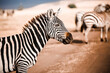 Zebra Ngorongoro Tansania