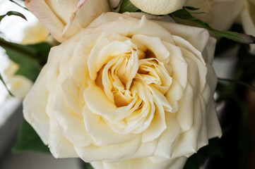 Wall Mural - Yellow rose as natural background. Macro shot with shallow depth of field.