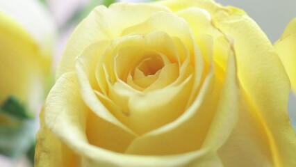 Poster - a yellow rose bud rotates in a circle