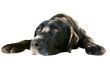 Old sleepy, lazy black labrador retriever dog lying on front.