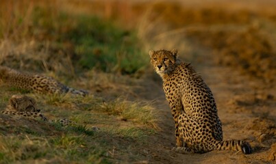 Canvas Print - Beautiful cheetah (Acinonyx jubatus) resting in the field in Rietvlei Nature Reserve, South Africa