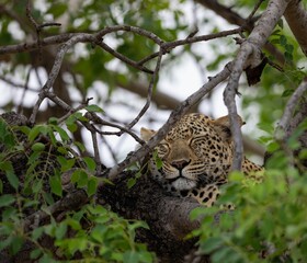 Wall Mural - Beautiful leopard (Panthera pardus) sleeping on the green tree on the blurred background