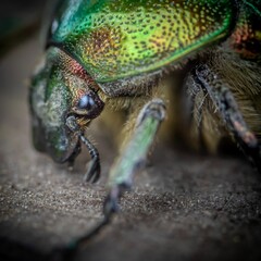 Wall Mural - Closeup of a Pachnoda marginata on a wooden surface