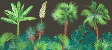 Tropical Bananas Palm Trees, Monstera, Yucca, Leaf, Fruits Foliage Collection. Realistic Vintage Illustration