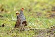 Shallow focus of two gray partridge birds on a green grass