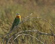 Closeup of a Bee Eater resting on a leafless tree branch