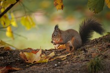 Closeup Of A Red Squirrel Eating A Nut Sitting On A Tree Branch In Autumn