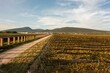 Scenic view of well-groomed vineyards in Mexico