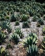 Vertical shot of Mexican agave plants in a field.