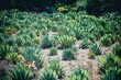 Beautiful view of Mexican agave plants in a field.