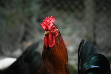 Sticker - Portrait of a red rooste. The breed of rooster is bangladeshi