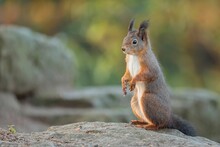Selective Focus Of A Red Squirrel Sitting On The Stone With Blurred Background