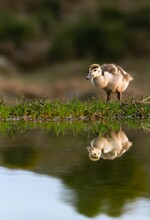 Egyptian Gosling With Reflection In Water