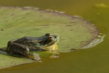 Canvas Print - Closeup of a marsh frog, Pelophylax ridibundus.