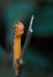 Selective focus shot of dysphania militaris caterpillar