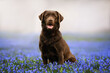 happy labrador retriever dog posing on a field of blooming scilla flowers
