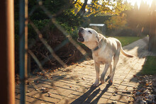 Barking Dog Behind Fence. Noisy Labrador Retriever Guarding House..
