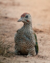 Vertical shot of a European green woodpecker perched on a brown field