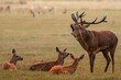 Beautiful shot of a dark brown deer growling at a group of does on a field