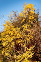 Poster - Vertical shot of the yellow foliage on the tree on a sunny autumn day against the blue sky