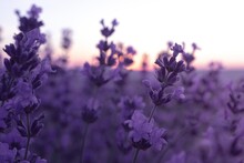 Lavender Flower Field Closeup On Sunset, Fresh Purple Aromatic Flowers For Natural Background. Design Template For Lifestyle Illustration. Violet Lavender Field In Provence, France.