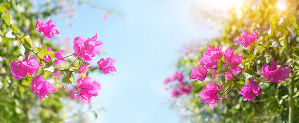 Wall Mural - Blossoming bougainvillea Magenta flowers close up, abstract blurred sunny natural background. south tropical beautiful plant. bright gentle floral image. template for design. copy space