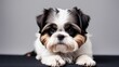 shih tzu puppy on a gray background