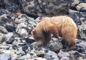 Sticker - Grizzly brown bear on the rocky river shore