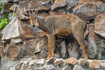 Wall Mural - Red goral (Naemorhedus baileyi) on a cliff before jumping down