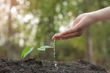 Wall Mural - hands holding plant with soil.World environment day and sustainable environment concept. child hand watering young tree. ecology. Teamwork protecting and reduce global warming earth.