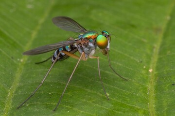 Sticker - Macro shot of a long-legged fly with green eyes on a leaf