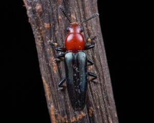 Sticker - Macro shot of a red black lizard beetle on a brown surface