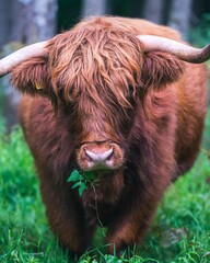 Poster - Vertical shot of a beautiful calf grazing on Scottish Highlands