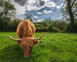 Canvas Print - Beautiful calf grazing on Scottish Highlands