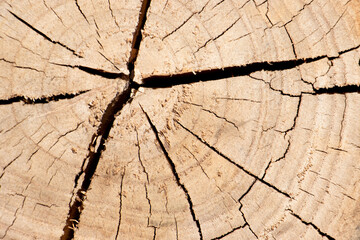 Sticker - Closed up of cracked tree stump background with copy space for decoration