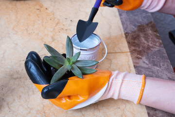 Wall Mural - Hands in garden gloves planting succulents in new flower pots. The process of home gardening