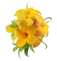 Wall Mural - Allamanda flower isolated on white background