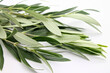 Fresh olive branch on white background close up. 