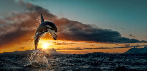 Wall Mural - orca leaping from sunset ocean water with splashes, norway background, winter and snow on mountains 