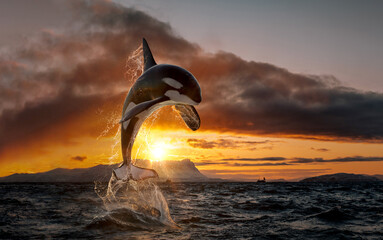 Wall Mural - orca leaping from sunset ocean water with splashes, norway background, winter and snow on mountains 
