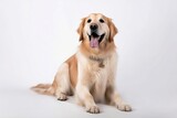 Fototapeta Mapy - golden retriever dog