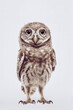 cute little owl (Athene noctua) standing tall looking straight into the camera, isolated over a light grey background, generative AI