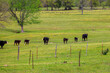 Cows and Calves walking across pasture on a warm spring day. Yellow flowers in bloom. Black Hereford Cows
