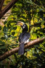 Wall Mural - Oriental pied hornbill perching on tree