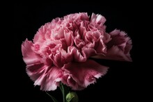 PNG Carnation Flower Pink Isolated. Generative AI