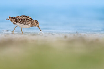 Wall Mural - Splashing in the water, the common snipe at hunt (Galling gallinago)