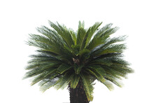 Cycad Palm Tree Isolated On White Background. Clipping Path.