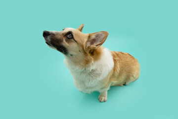 Wall Mural - Portrait attentive and concentrate corgi puppy dog looking away and begging food. Training class obedience concept. Isolated on green or blue background