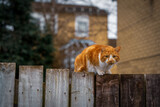 Fototapeta Zwierzęta - Kot siedzący na drewnianym płocie. 