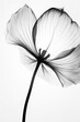 © Mihai Zaharia - Black and white artistic conceptual illustration of a beautiful flower or floral element closeup. Generative AI